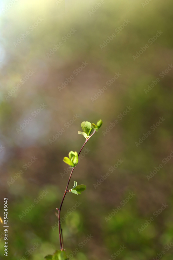 Blurred floral background. Small young green leaves on a branch in the garden. Twig with leaves on a green bokeh background. Vertical, close-up, free space, cropped shot. Concept of the seasons. Blurred floral background. Small young green leaves on a branch in the garden. Twig with leaves on a green bokeh background. Vertical, close-up, free space, cropped shot. Concept of the seasons.