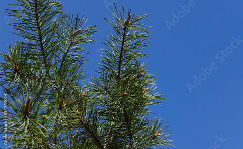 Abstract natural background.Beautiful green pine branches against the blue sky.Coniferous branches close-up on the left of the frame.Horizontal  close-up  free space  cropped shot.