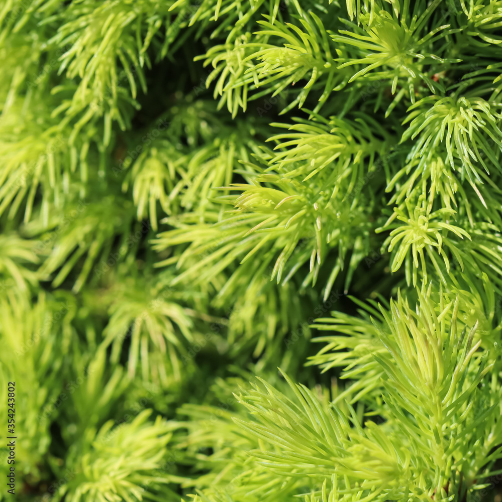 Canadian spruce Picea glauca Conica. White spruce. Decorative coniferous evergreen tree in spring Canadian spruce Picea glauca Conica. White spruce. Decorative coniferous evergreen tree in spring