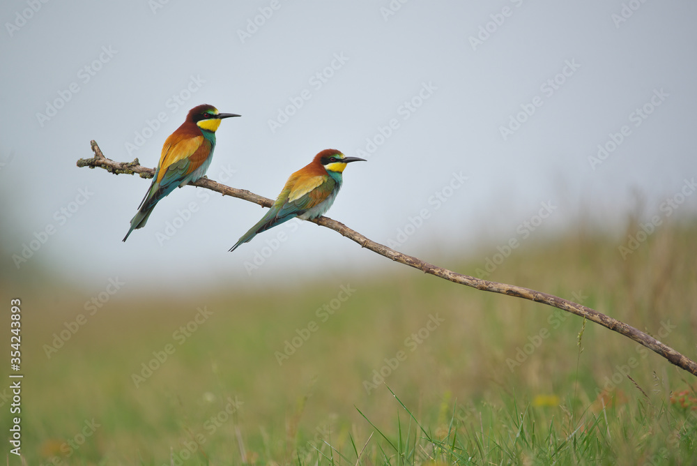 Obraz premium European Bee-Eater - Merops Apiaster on a branch , exotic colorful migratory bird