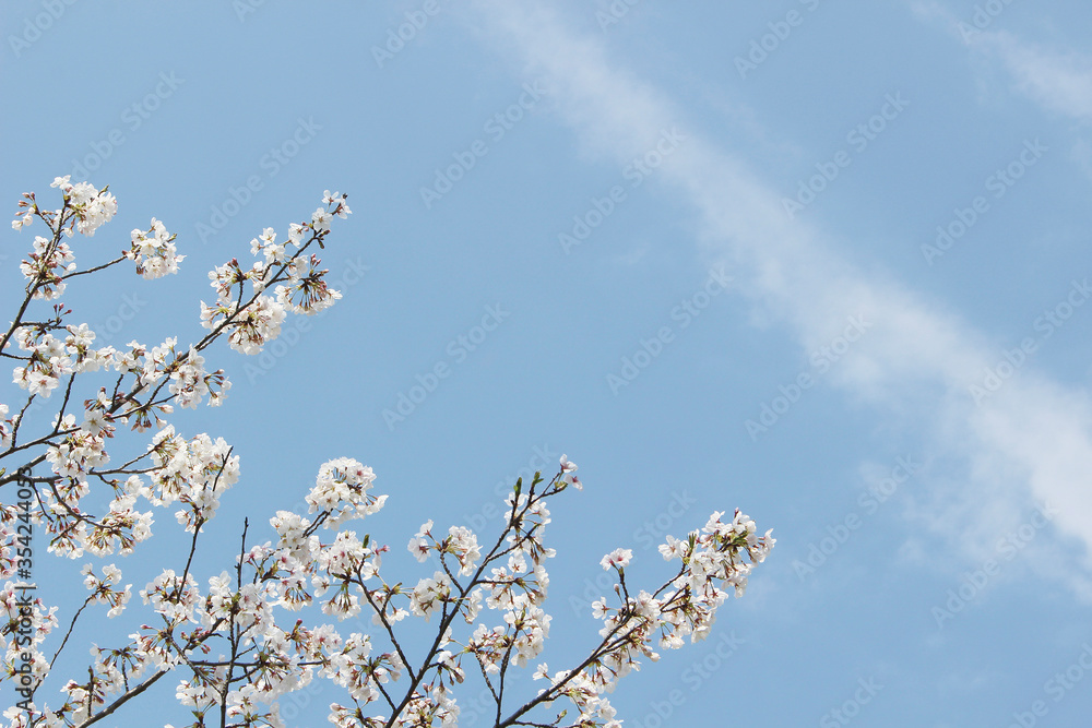 桜_0031_背景_コピースペース 桜_0031_背景_コピースペース