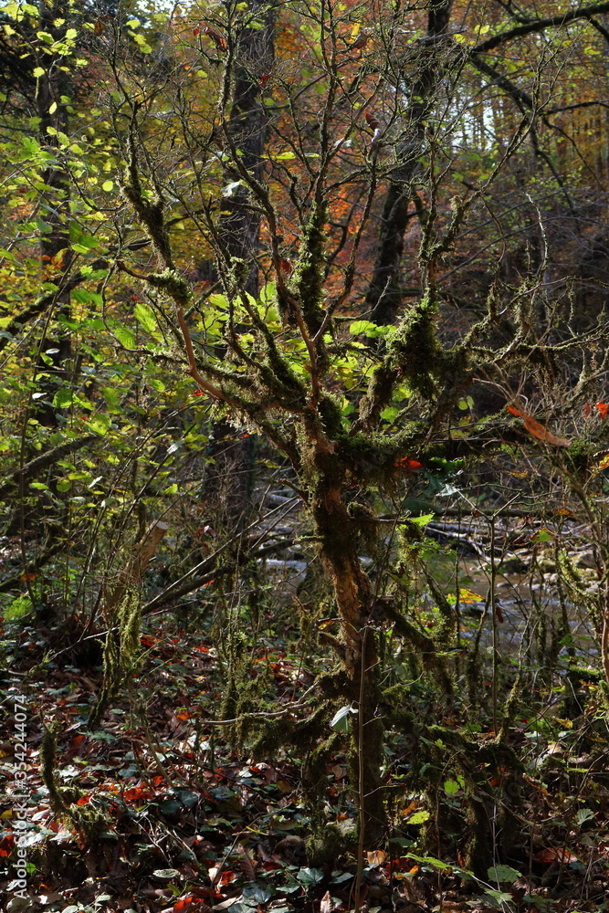 Fototapeta premium Trees overgrown with moss. Fairy Trees.