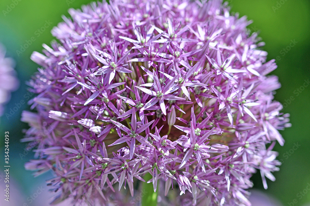 Allium Allium