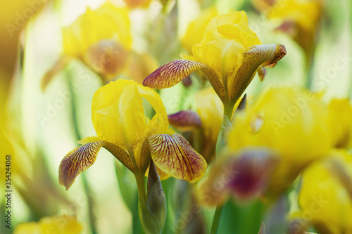 Yellow irises bloom in the garden in the sunlight. Greeting card with yellow flowers horizontal format. photo