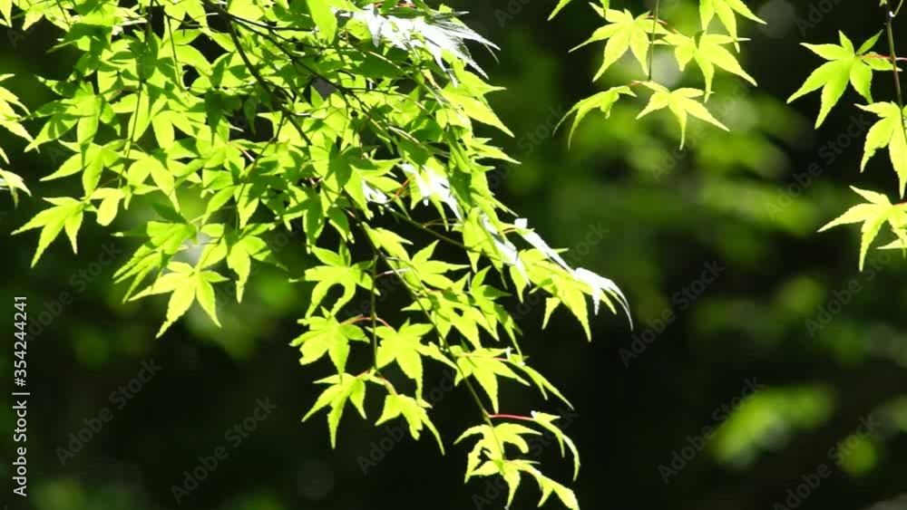 新緑の菊池渓谷 新緑の菊池渓谷