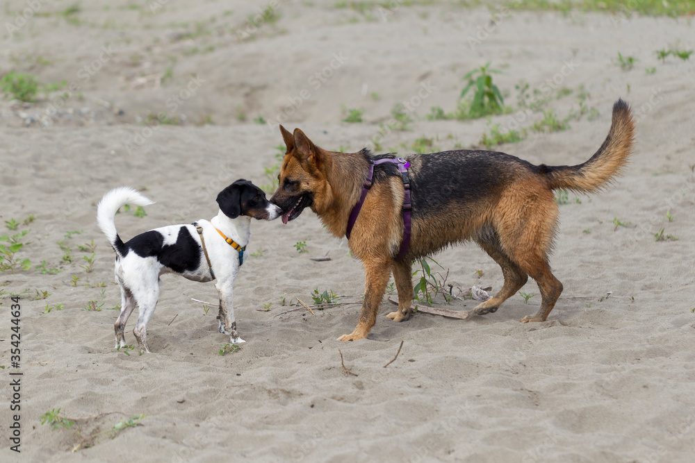 Interazione fra cani