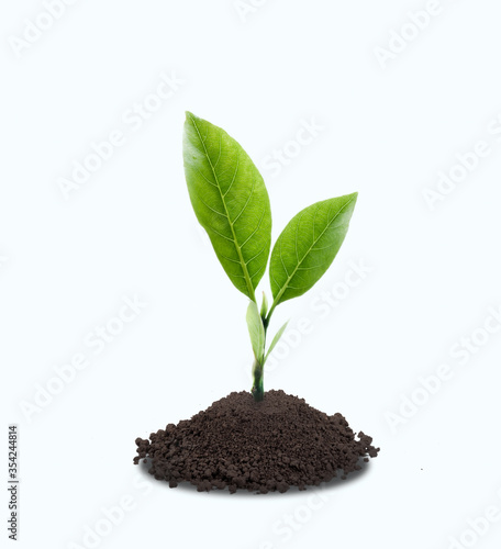 Young plant in soil isolated on white background