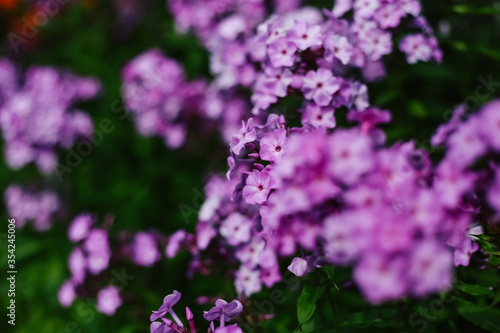 Purple phlox flowering in a flowerbed in a country garden