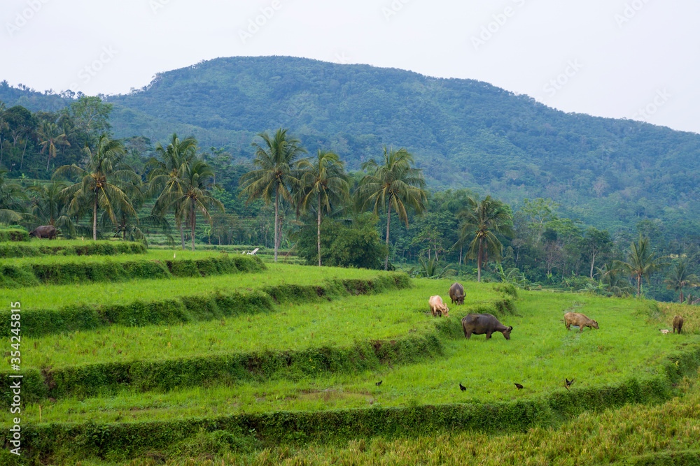 Terracing in Indonesia