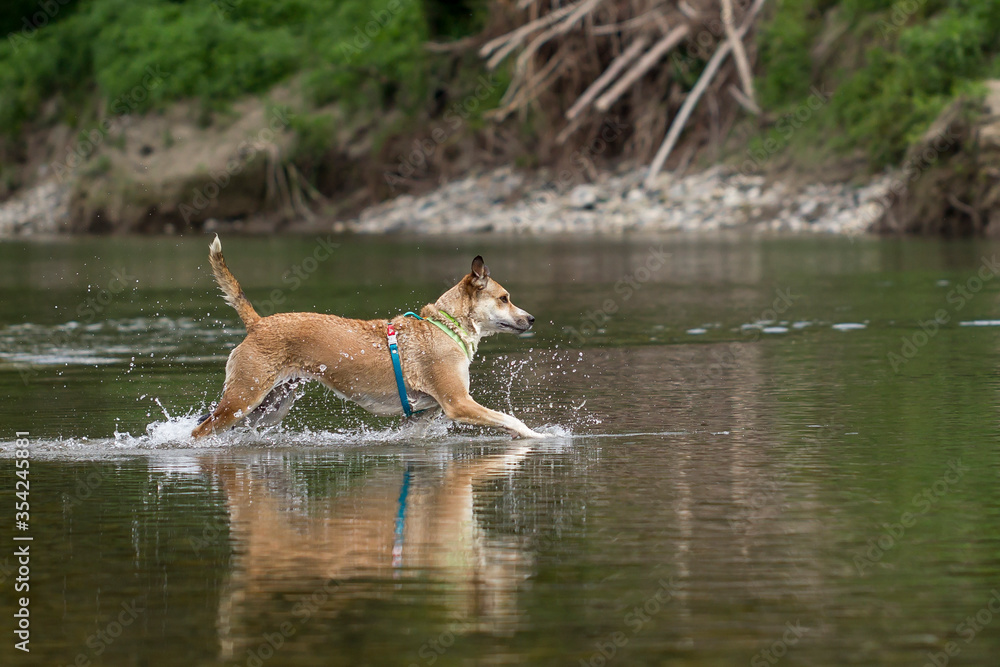 Cane nel fiume