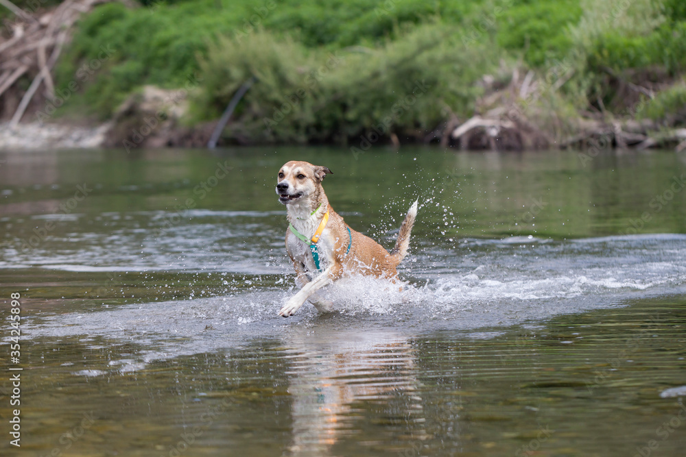 Cane nel fiume