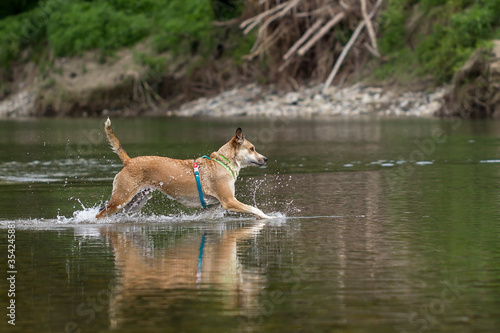 Cane nel fiume © caprasilana