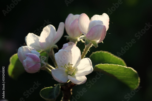 opening flowers of a blooming Apple tree close-up against the background of the sunset  low depth of field