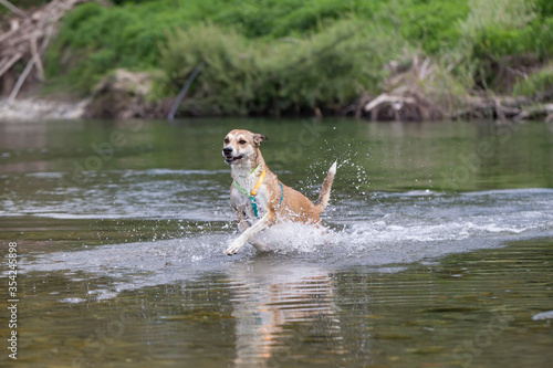 Obraz na płótnie Cane nel fiume w salonie