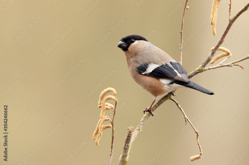 Obraz premium Female of Eurasian bullfinch with the first light of the day , Pyrrhula pyrrhula
