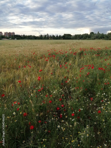 Amapolas