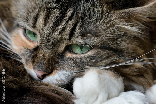 green-eyed tabby cat close-up