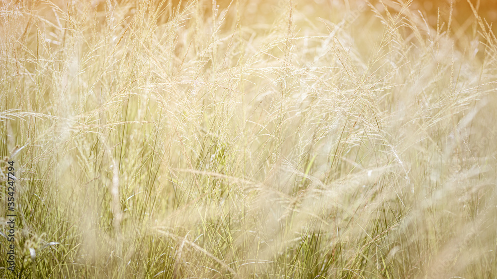 Beautiful background of grass field in sunshine day. Golden grass fields in summer sunny day. Beautiful background of grass field in sunshine day. Golden grass fields in summer sunny day.