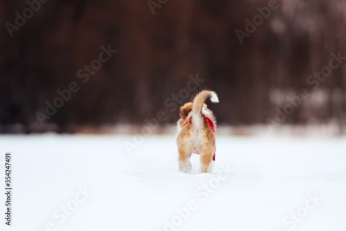 rear view of small border collie puppy walking in winter