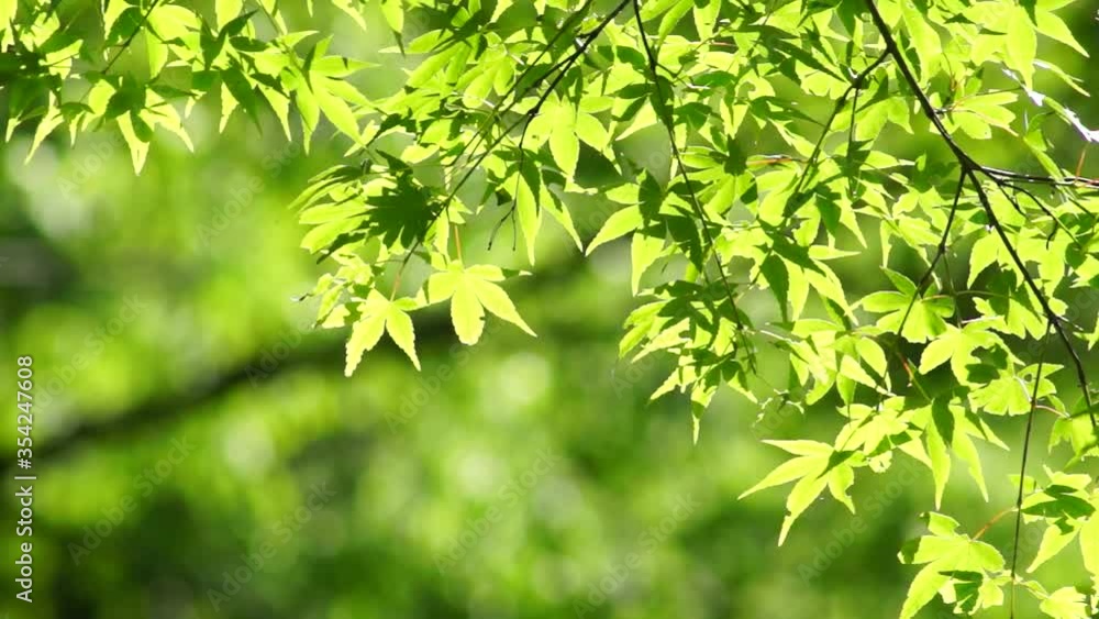 新緑の菊池渓谷