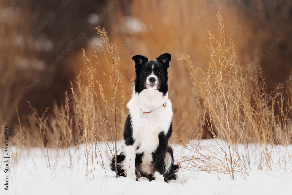 border collie dog in a collar with id tag posing in winter