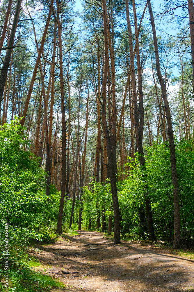 Pine wood, sunny weather, beautiful landscape Pine wood, sunny weather, beautiful landscape