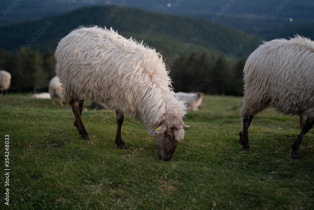 Obraz premium sheeps in the mountains in basque country, spain