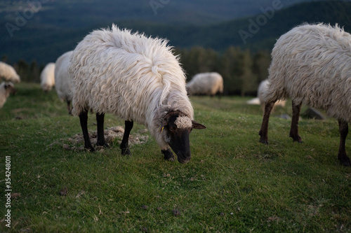 sheeps in the mountains in basque country  spain