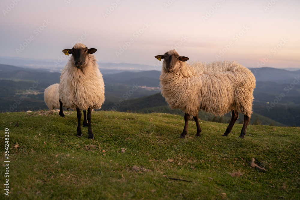 sheeps in the mountains in basque country, spain sheeps in the mountains in basque country, spain