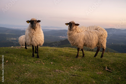 Foto sheeps in the mountains in basque country, spain