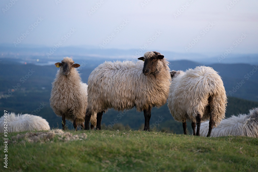 sheeps in the mountains in basque country, spain sheeps in the mountains in basque country, spain
