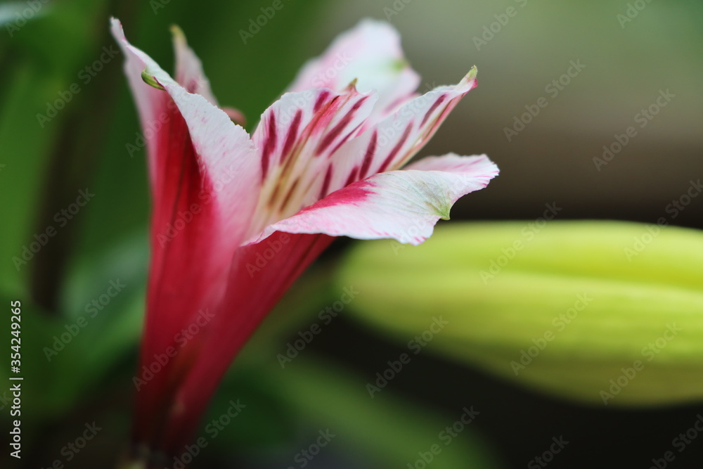 Beautiful peruvian lily or Alstroemeria flowers, lily of the Incas, close up