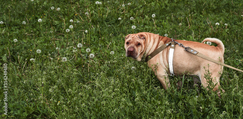 A sharpey dog walks on the grass. An adult pet. photo