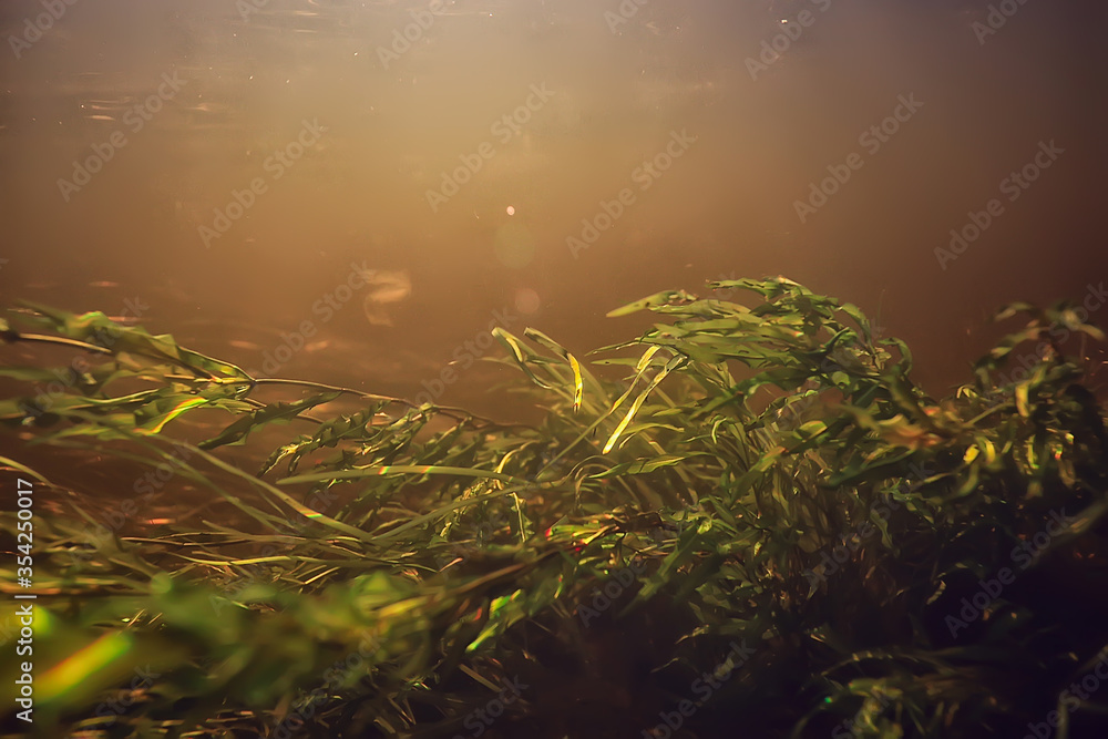 coral reef underwater landscape, lagoon in the warm sea, view under water ecosystem coral reef underwater landscape, lagoon in the warm sea, view under water ecosystem