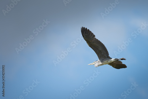 Gray heron flies by in the beautiful blue sky