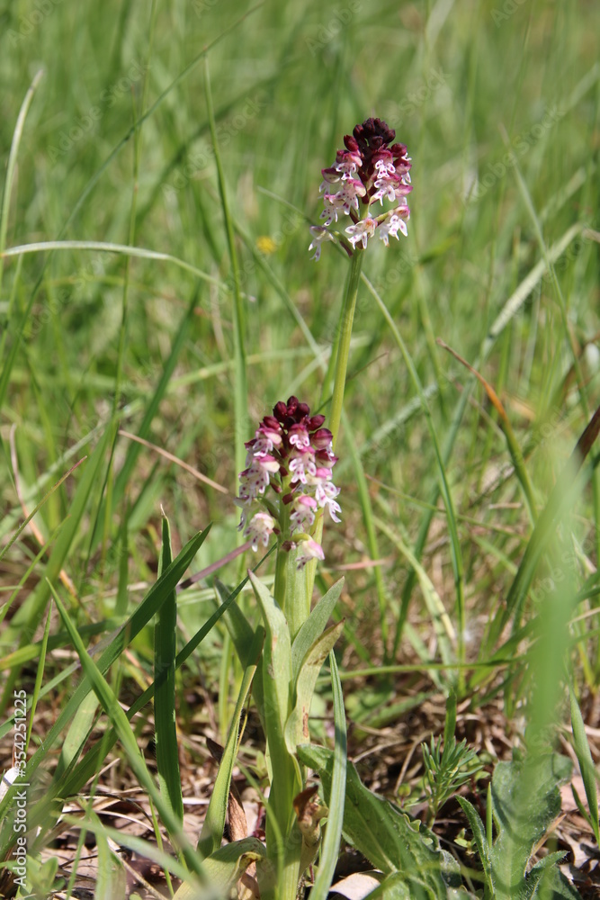 Fototapeta premium Knabenkraut im Taubergießen, Orchidee wild