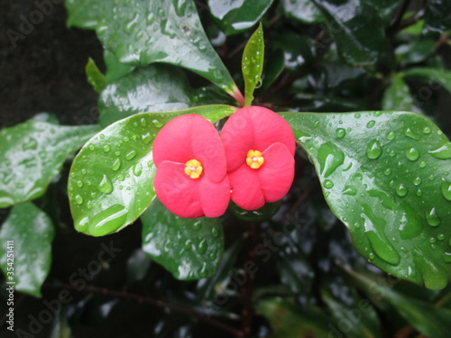 red flower with water drops