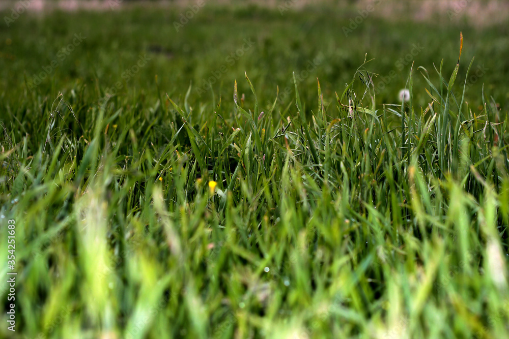 Green grass. Background with grass. Lots of thin grass. Green grass. Background with grass. Lots of thin grass.