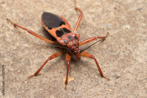 Insect on the cement floor