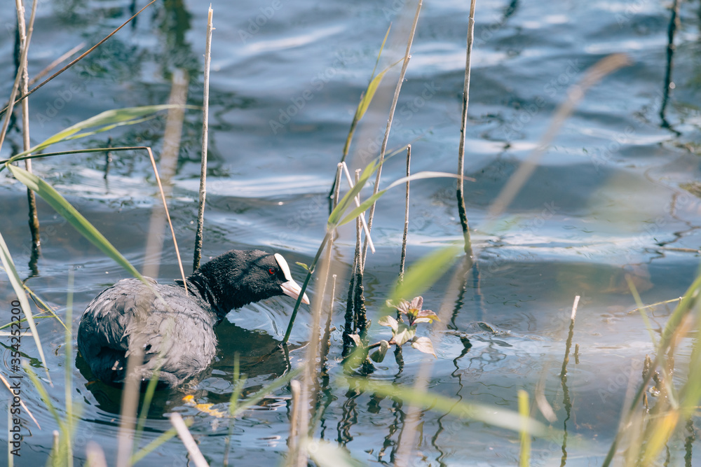 Coot with cub, The Eurasian coot, also known as the common coot, or Australian coot, is a member