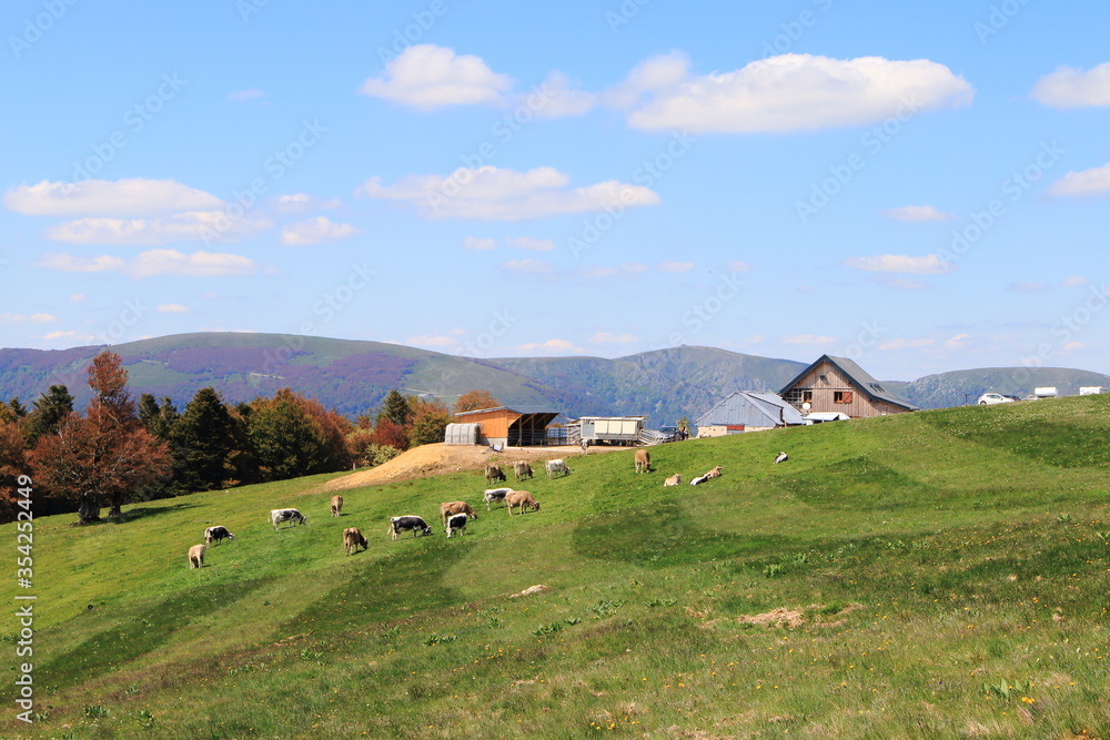 Paysage de la Vallée de Munster en Alsace avec ses vaches et randonneurs