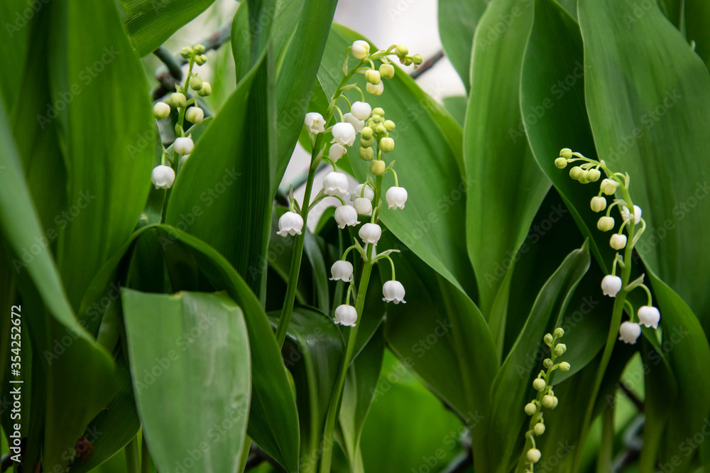 Blooming Lily of the valley in spring garden Blooming Lily of the valley in spring garden