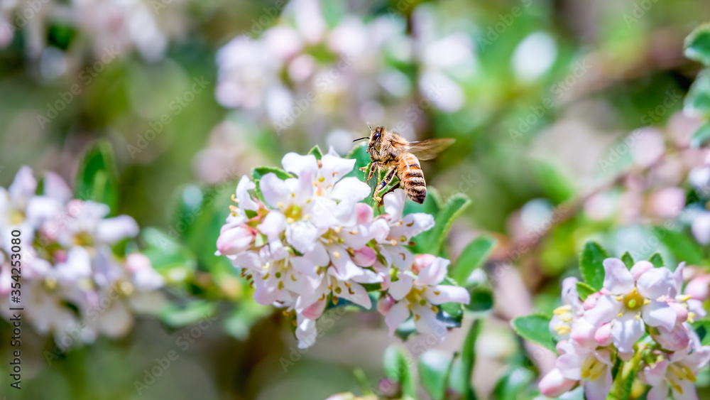 bee on a flower. European honey bee (Apis mellifera) flying on pink flowers in Switzerland. bee on a flower. European honey bee (Apis mellifera) flying on pink flowers in Switzerland.