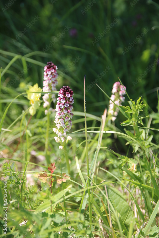 Knabenkraut im Taubergießen, wilde Orchideen, Deutschland Knabenkraut im Taubergießen, wilde Orchideen, Deutschland