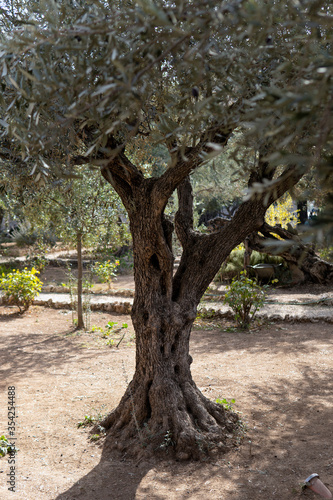 Old olive trees with in the Gethsemane Garden in Jerusalem, Israel.