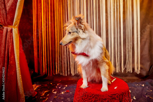 Beautitul small res dog in stylized theatrical circus photo shoot in beautiful red location. Pet animal model posing on stage with curtain photo