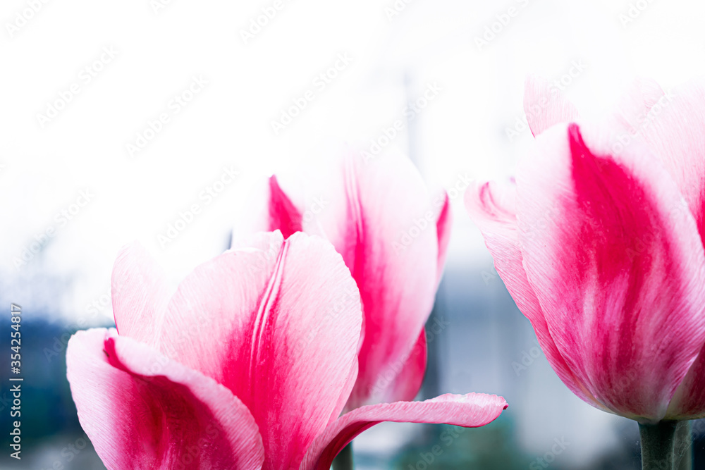 Bright pink tulips close-up on a white background. Floral background.