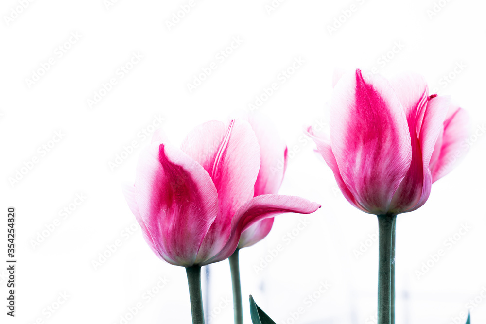 Fototapeta premium Bright pink tulips close-up on a white background. Floral background.