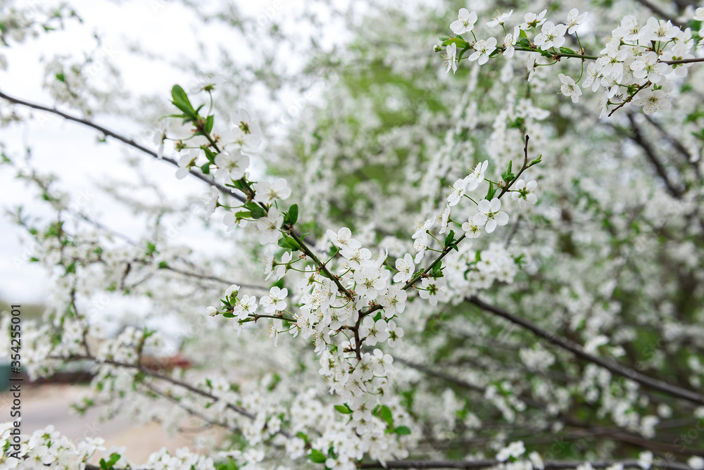 cherry blossom in spring cherry blossom in spring