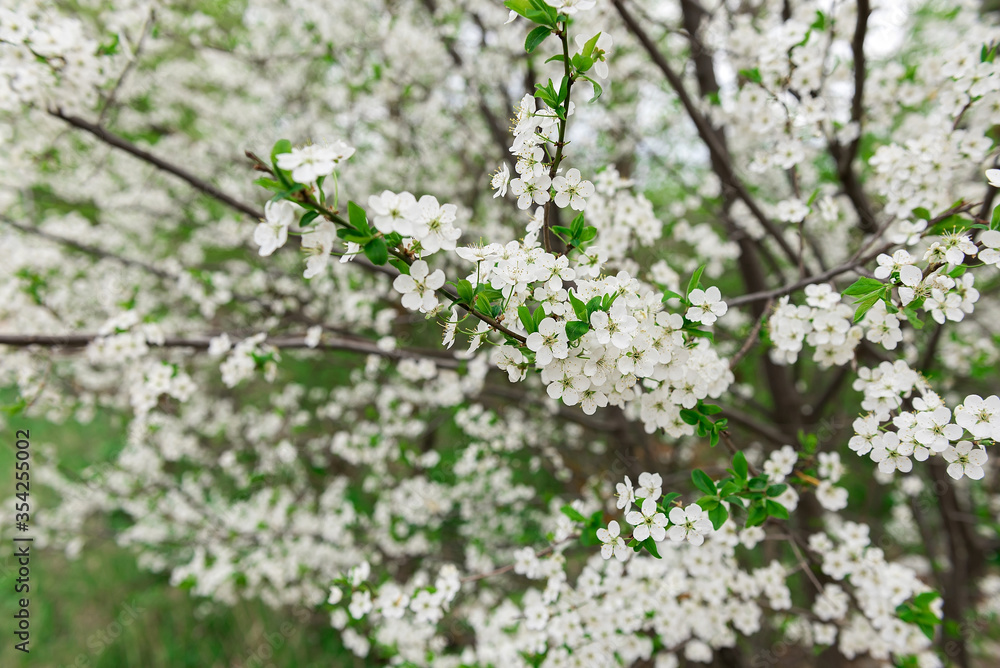 cherry tree flowers cherry tree flowers